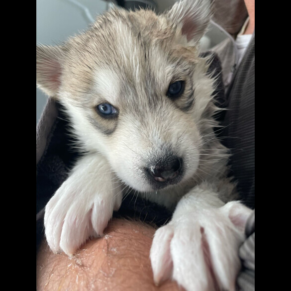Siberian Husky - Bitches