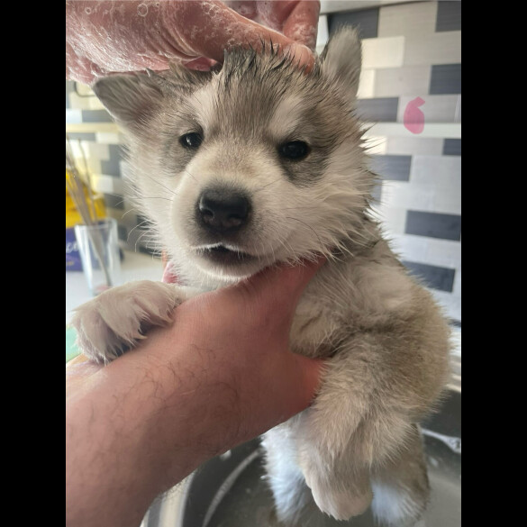 Siberian Husky - Bitches