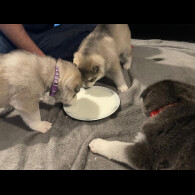 Siberian Husky - Bitches