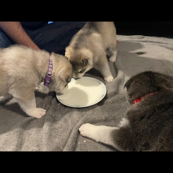 Siberian Husky - Bitches