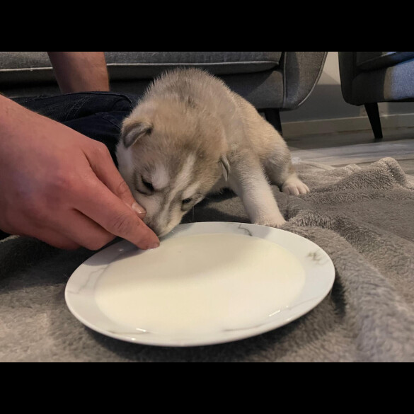 Siberian Husky - Bitches