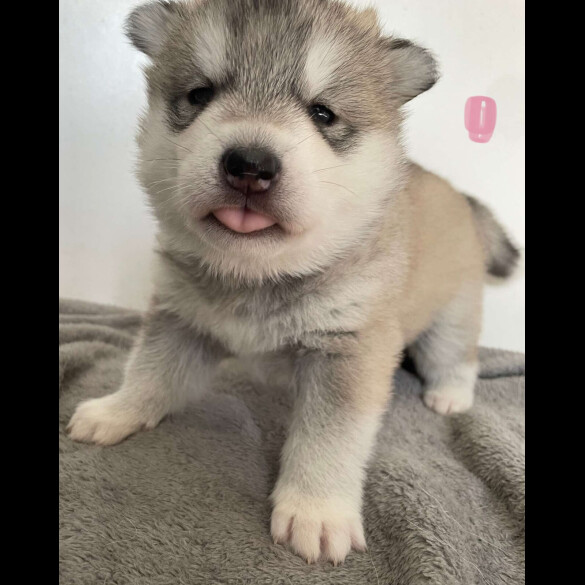 Siberian Husky - Bitches