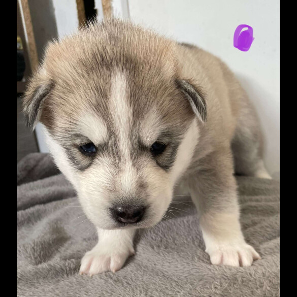 Siberian Husky - Bitches