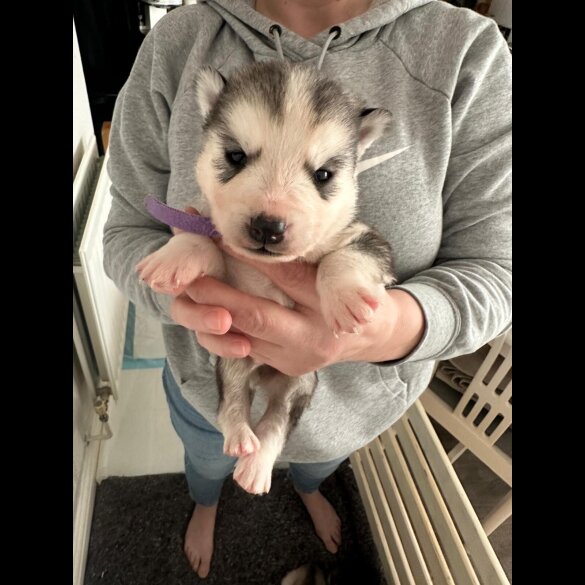 Siberian Husky - Both