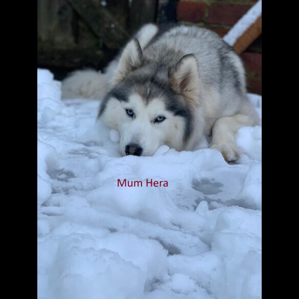 Siberian Husky - Both