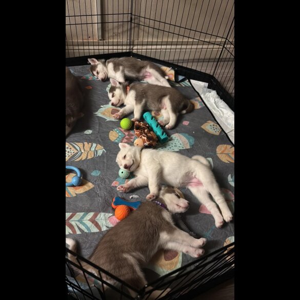 Siberian Husky - Both