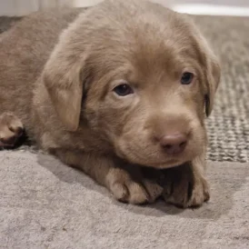 Labrador Retriever - Both