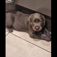 Labrador Retriever - Both