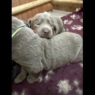 Labrador Retriever - Both