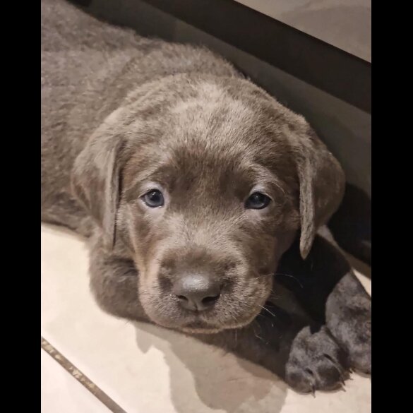 Labrador Retriever - Both