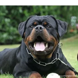 Rottweiler - Both