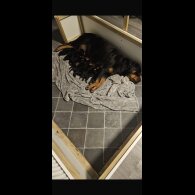 Rottweiler - Both