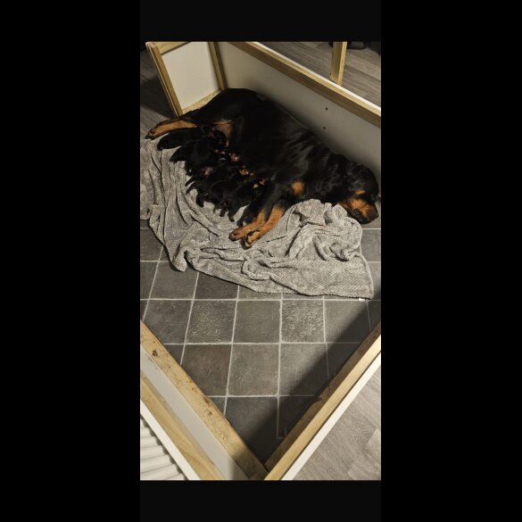 Rottweiler - Both