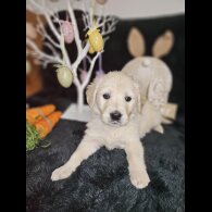 Golden Retriever - Both