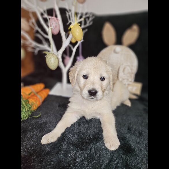 Golden Retriever - Both