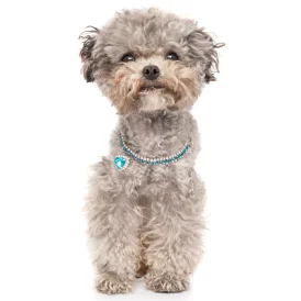Toy Poodle