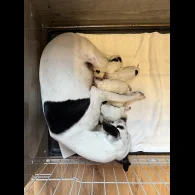 Jack Russell - Bitches