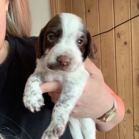 English Springer Spaniel - Both