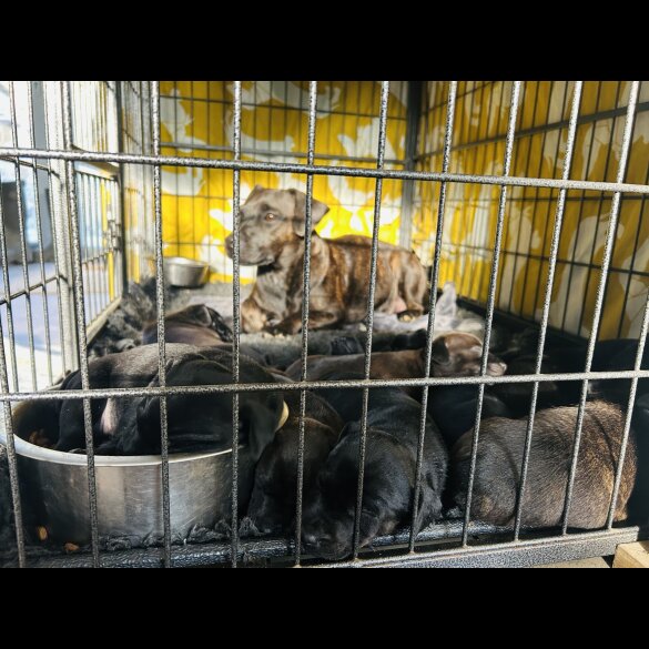 Patterdale Terrier - Both