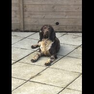English Springer Spaniel