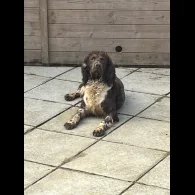 English Springer Spaniel