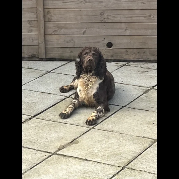 English Springer Spaniel