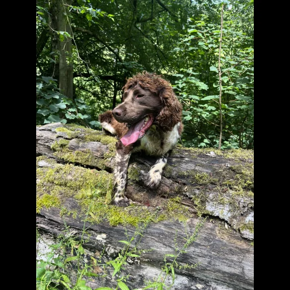 English Springer Spaniel