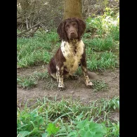 English Springer Spaniel