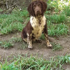 English Springer Spaniel