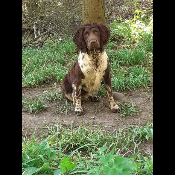 English Springer Spaniel