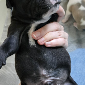 Staffordshire Bull Terrier - Dogs