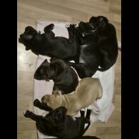 Staffordshire Bull Terrier - Both