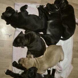 Staffordshire Bull Terrier - Both