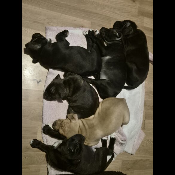 Staffordshire Bull Terrier - Both