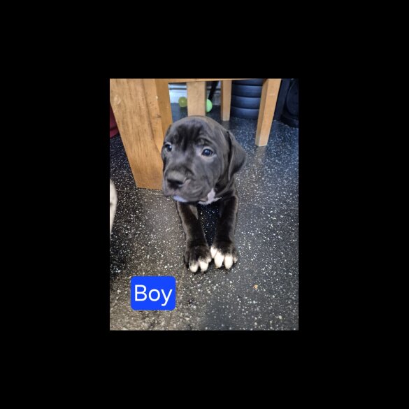 Staffordshire Bull Terrier - Both