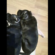 Staffordshire Bull Terrier - Both