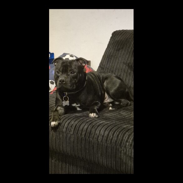 Staffordshire Bull Terrier - Both