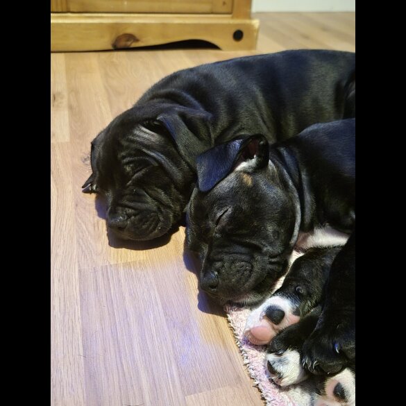 Staffordshire Bull Terrier - Both