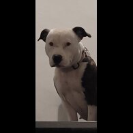 Staffordshire Bull Terrier - Both