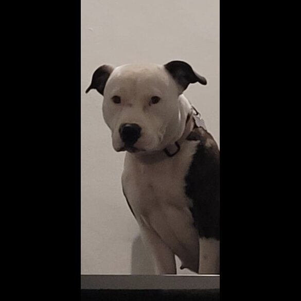Staffordshire Bull Terrier - Both