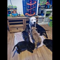 Staffordshire Bull Terrier - Both