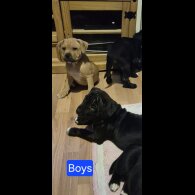 Staffordshire Bull Terrier - Both