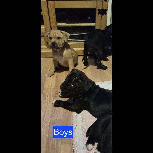 Staffordshire Bull Terrier - Both
