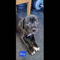 Staffordshire Bull Terrier - Both