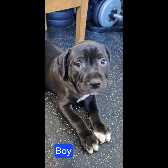Staffordshire Bull Terrier - Both