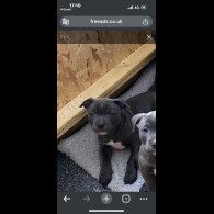 Staffordshire Bull Terrier - Both
