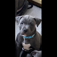 Staffordshire Bull Terrier - Both