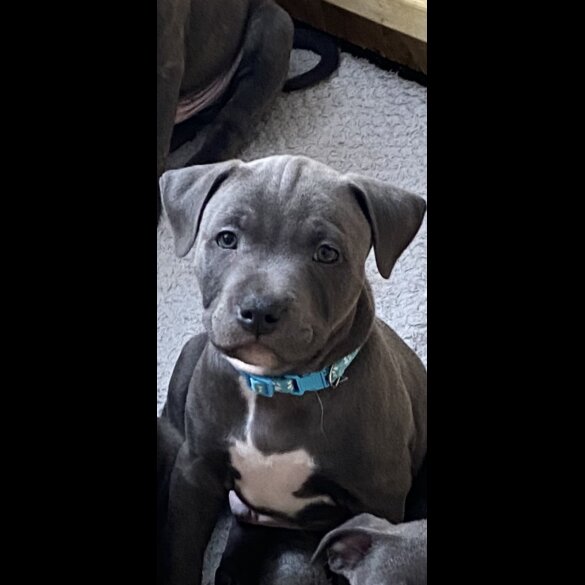 Staffordshire Bull Terrier - Both