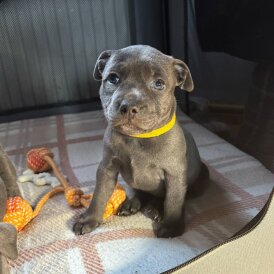 Staffordshire Bull Terrier - Both