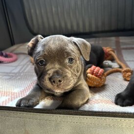 Staffordshire Bull Terrier - Both